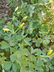Oxalis