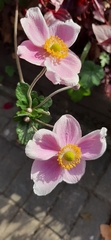 Eriocapitella hupehensis