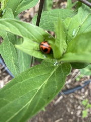 Labidomera clivicollis