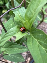 Labidomera clivicollis