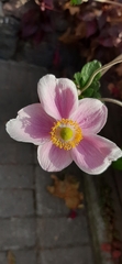 Eriocapitella hupehensis