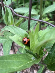 Labidomera clivicollis