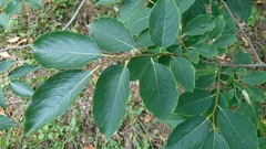 Diospyros japonica