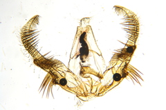 Celypha flavipalpana