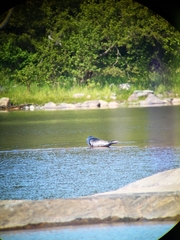 Pusa hispida botnica