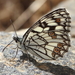 Spanish Marbled White - Photo (c) Antonio García Carrillo, some rights reserved (CC BY-NC), uploaded by Antonio García Carrillo