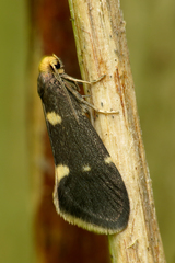 Lampronia flavimitrella