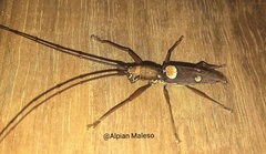 Olenecamptus bilobus