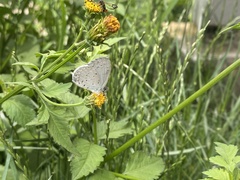 Celastrina argiolus