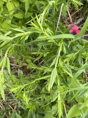 Pycnanthemum virginianum