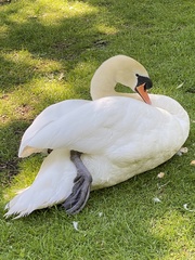 Cygnus olor