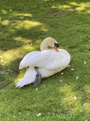 Cygnus olor