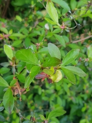 Rhododendron japonicum