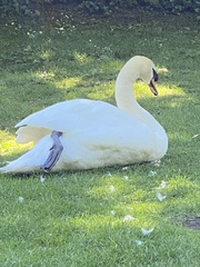 Cygnus olor