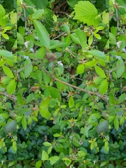 Rhododendron japonicum