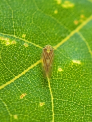 Caladonus coquilletti