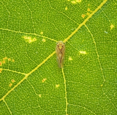 Caladonus coquilletti