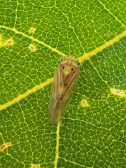 Caladonus coquilletti