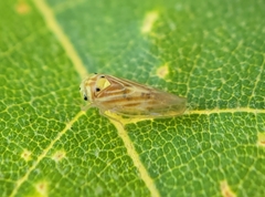 Caladonus coquilletti