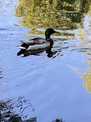 Anas platyrhynchos