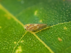 Caladonus coquilletti