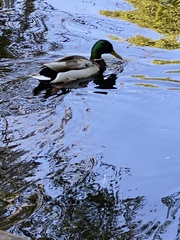 Anas platyrhynchos