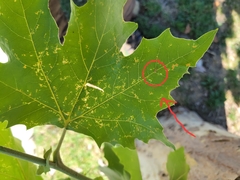 Caladonus coquilletti