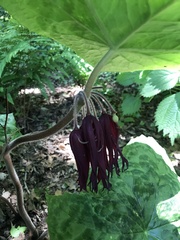 Podophyllum