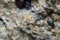 Chthamalus angustitergum