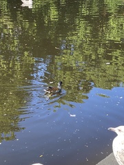 Gallinula chloropus