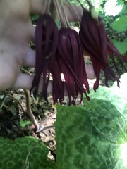 Podophyllum