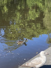 Gallinula chloropus