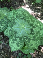 Podophyllum
