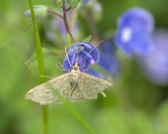 Anania fuscalis