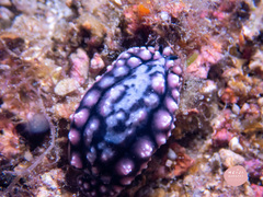 Phyllidiopsis krempfi