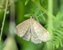 Anania fuscalis