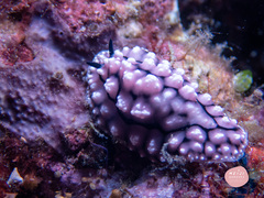 Phyllidiopsis krempfi