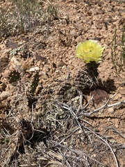 Opuntia fragilis