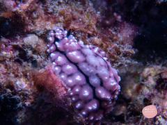 Phyllidiopsis krempfi