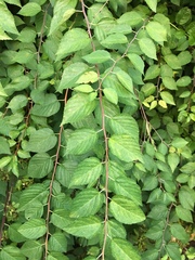 Neviusia alabamensis