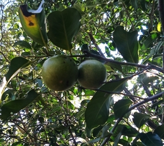 Diospyros nigra