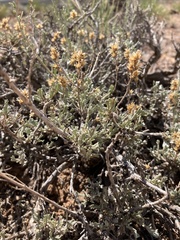Artemisia bigelovii