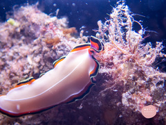 Pseudoceros bimarginatus