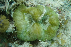 Isophyllia sinuosa