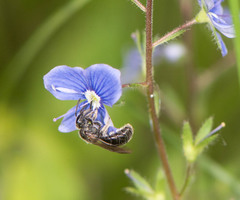 Hemihalictus