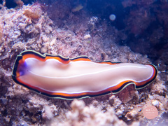 Pseudoceros bimarginatus