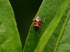 Deraeocoris histrio