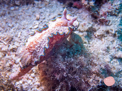 Glossodoris acosti