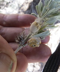 Rhopalomyia obovata