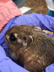 Dipodomys heermanni